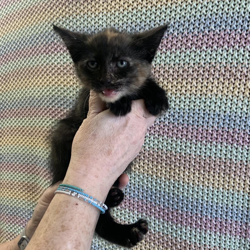 Graham Litter 6, a Adoptable Domestic Short Hair in Sand Springs, OK image 1/2