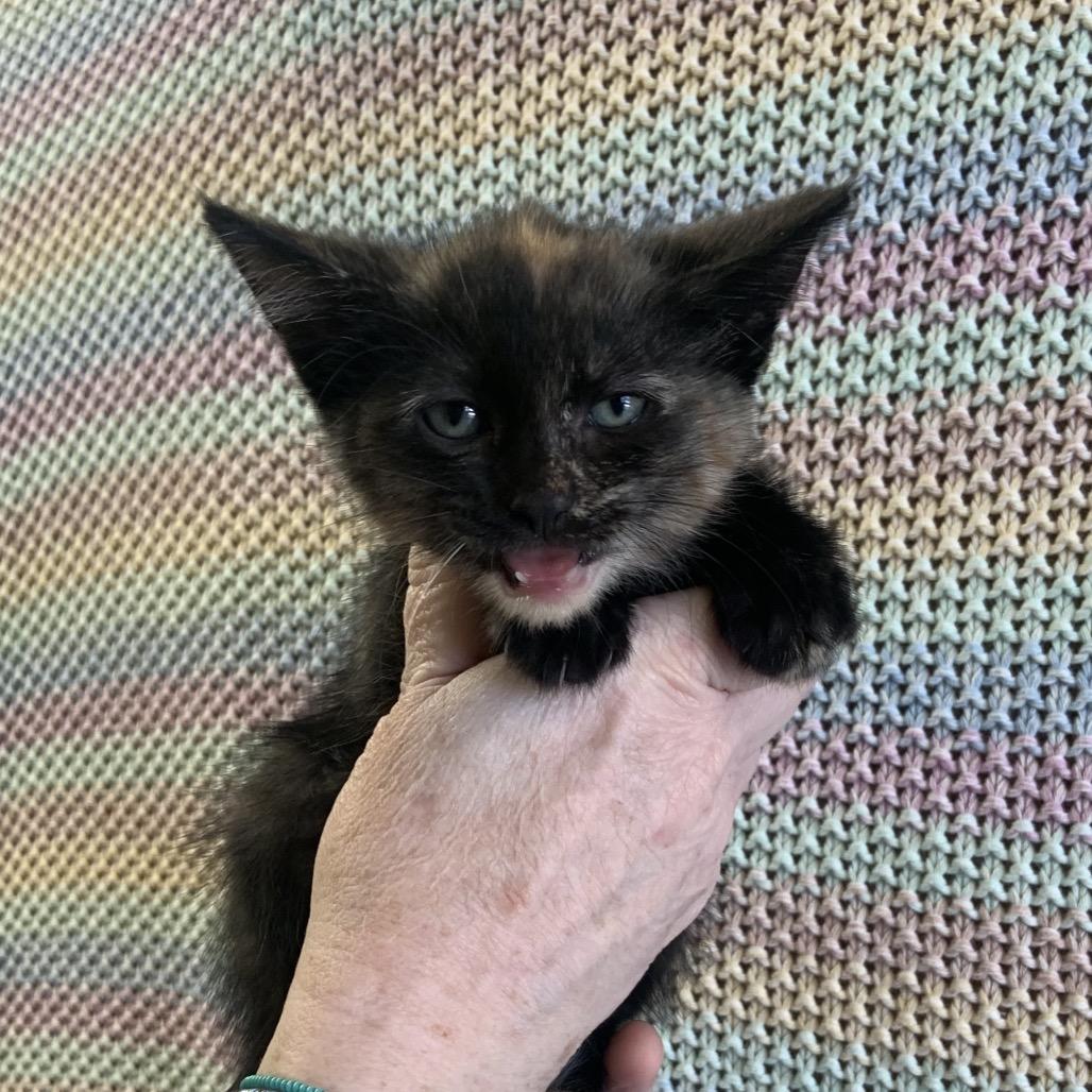 Graham Litter 6, a Adoptable Domestic Short Hair in Sand Springs, OK image 2/2