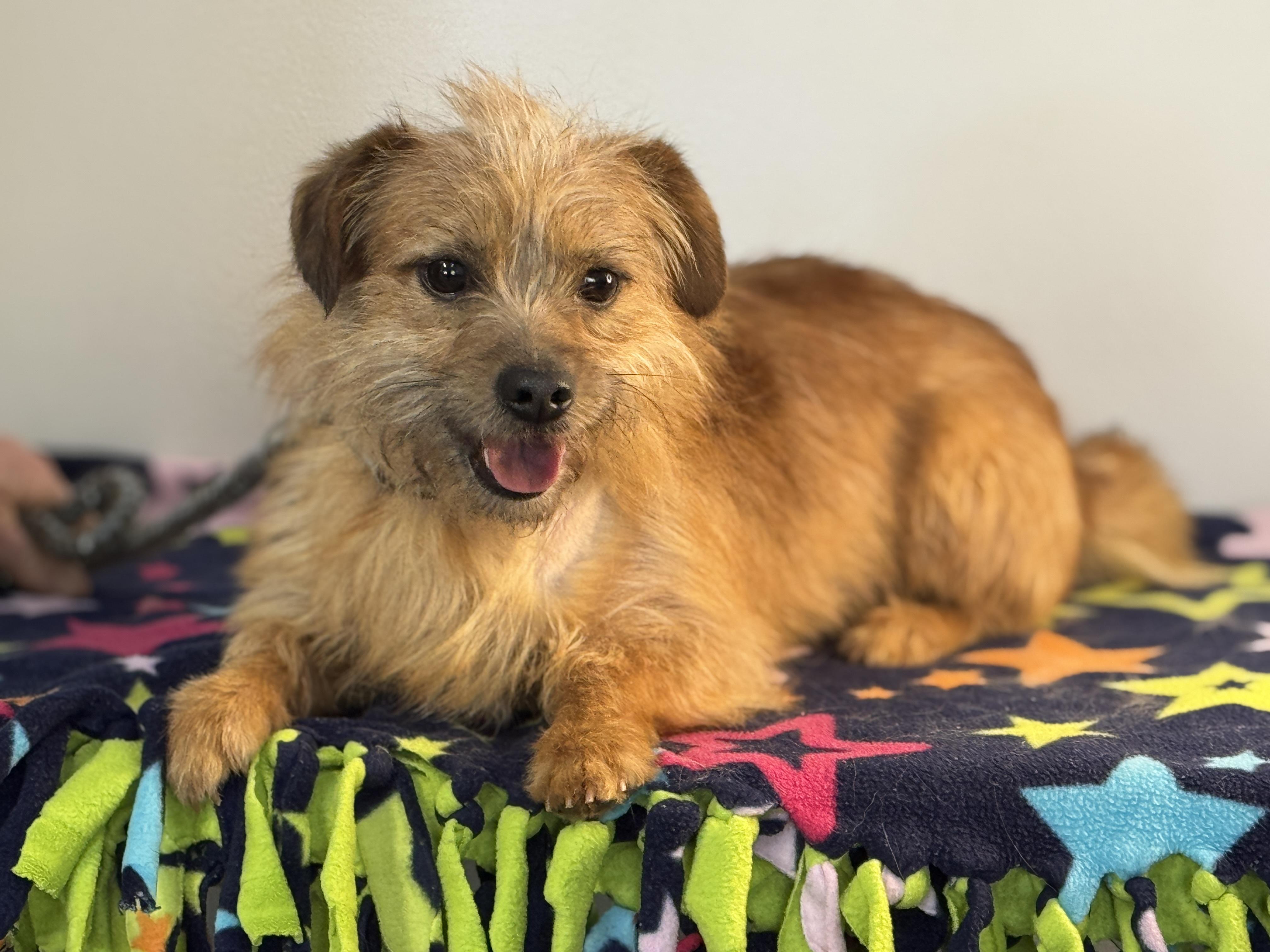 Enlarge Mulligan, an adopted mixed breed in Richmond, VA image 3/5