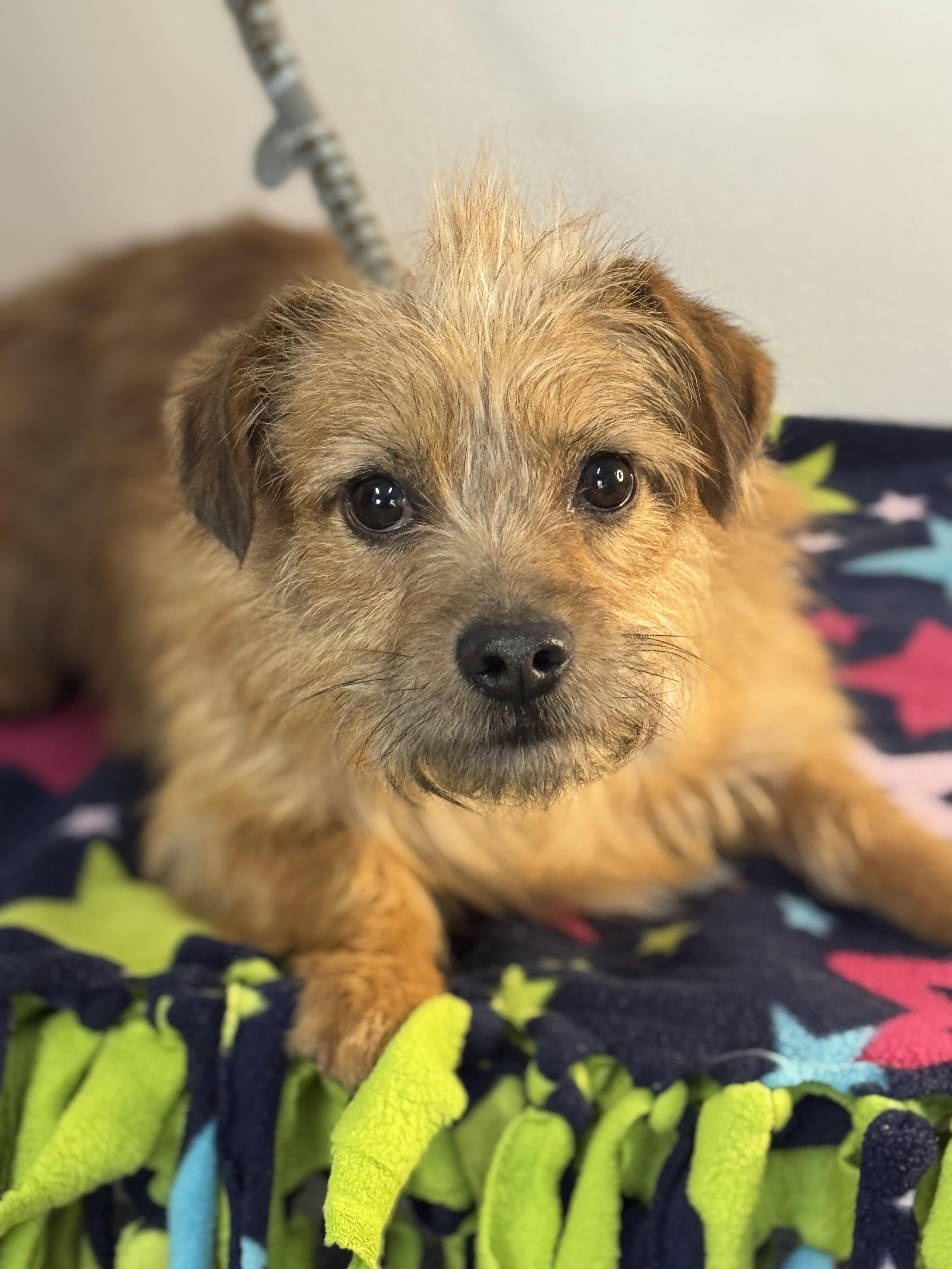 Enlarge Mulligan, an adopted mixed breed in Richmond, VA image 5/5