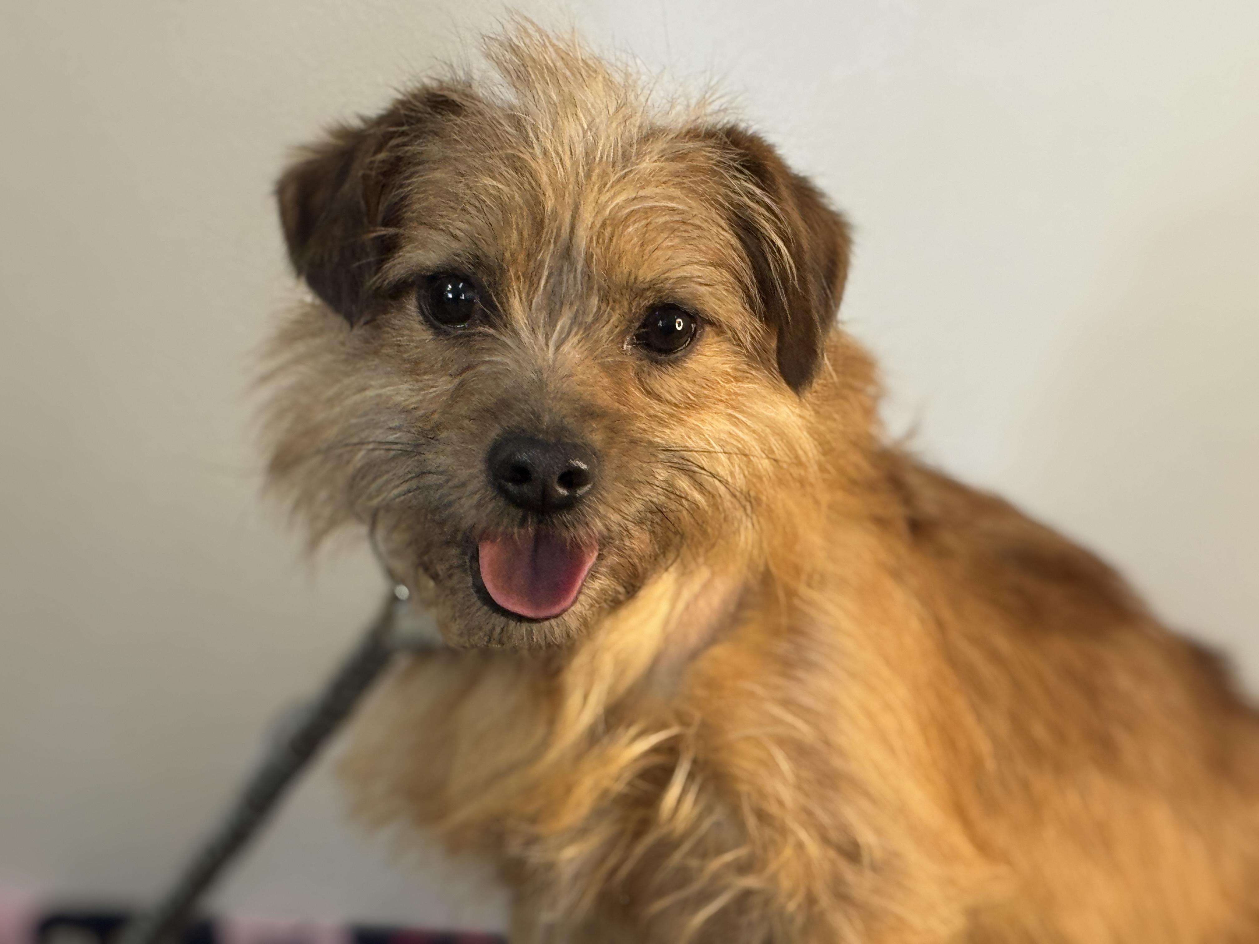 Mulligan, adopted, Adult Male Norfolk Terrier & Yorkshire Terrier.