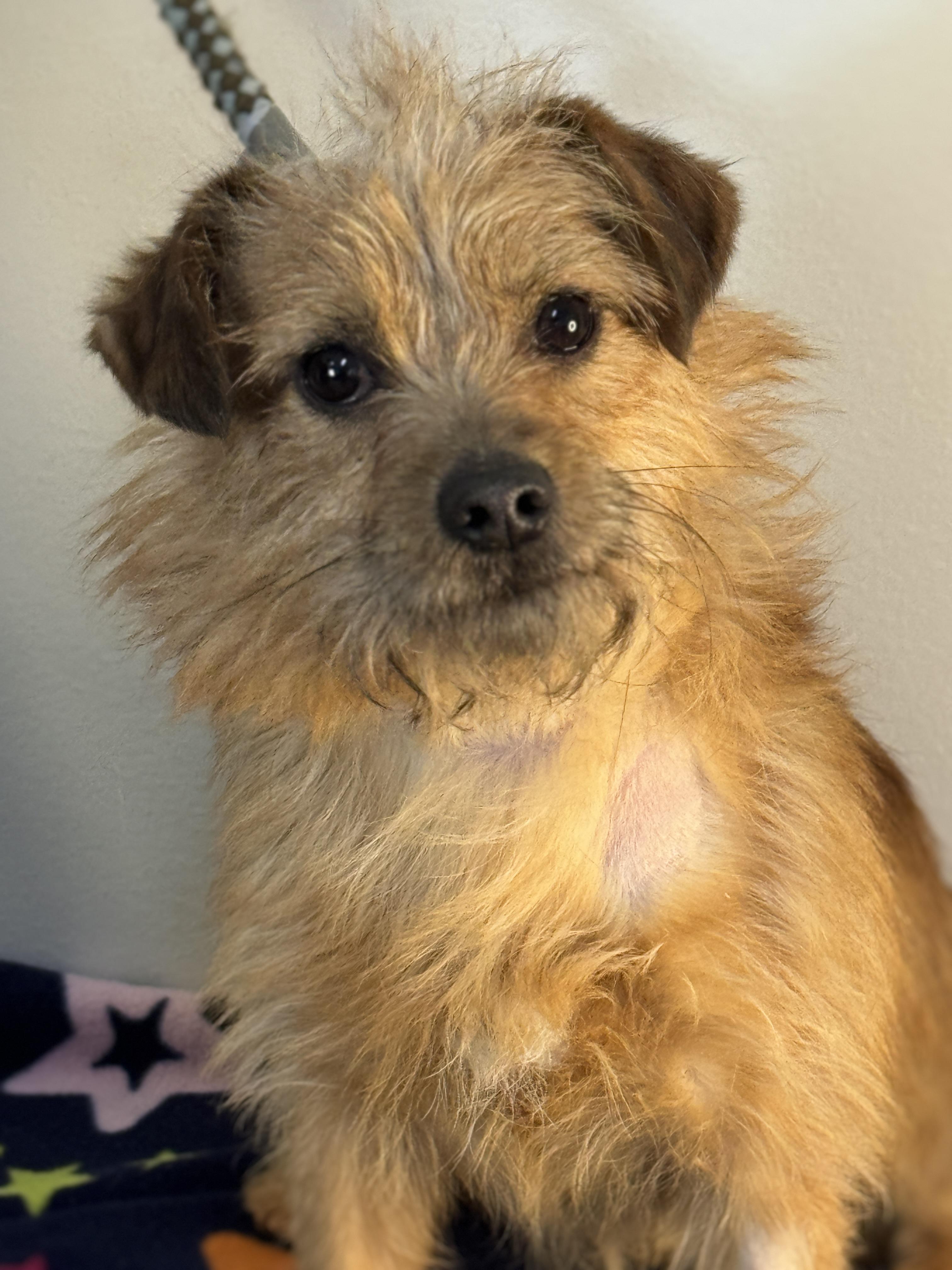 Enlarge Mulligan, an adopted mixed breed in Richmond, VA image 4/5