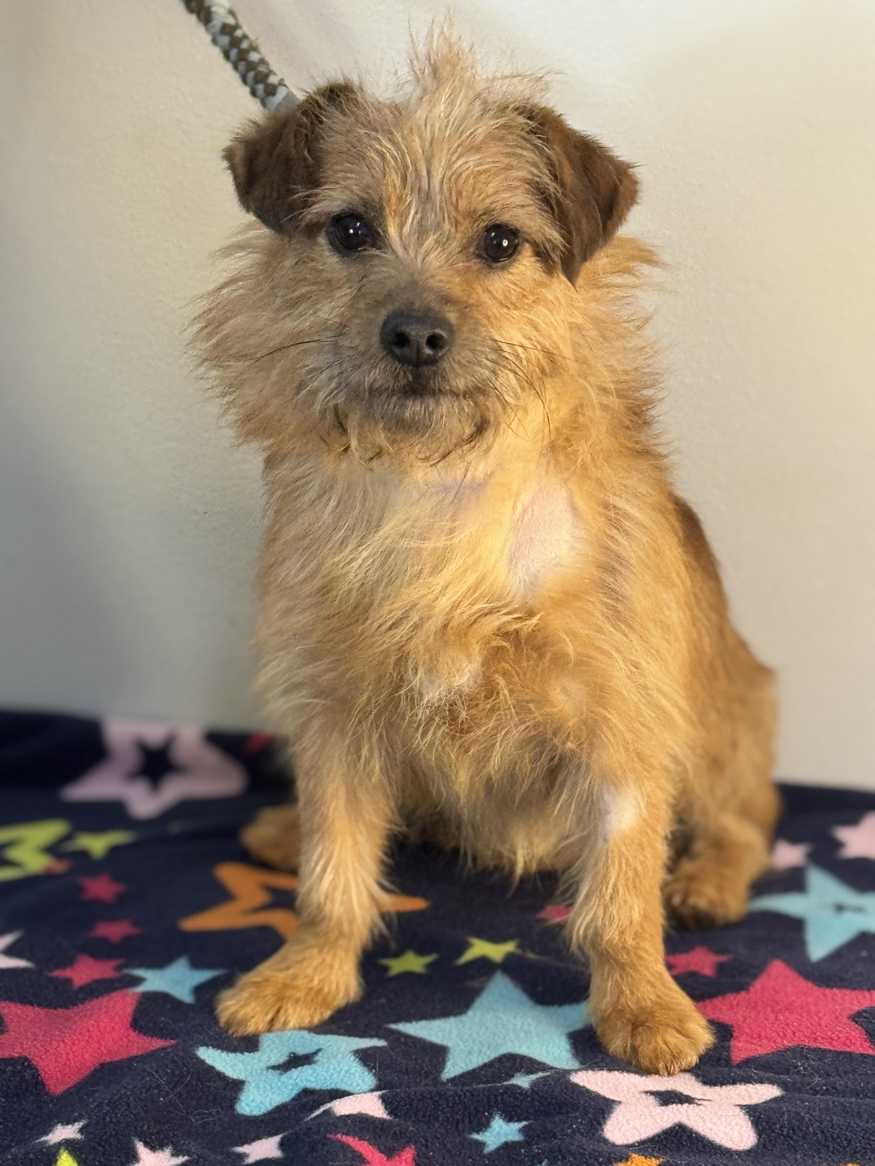 Enlarge Mulligan, an adopted mixed breed in Richmond, VA image 2/5