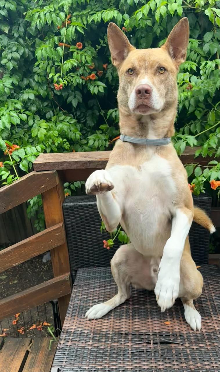 Beetle, Adoptable, Young Male Catahoula Leopard Dog & Husky.