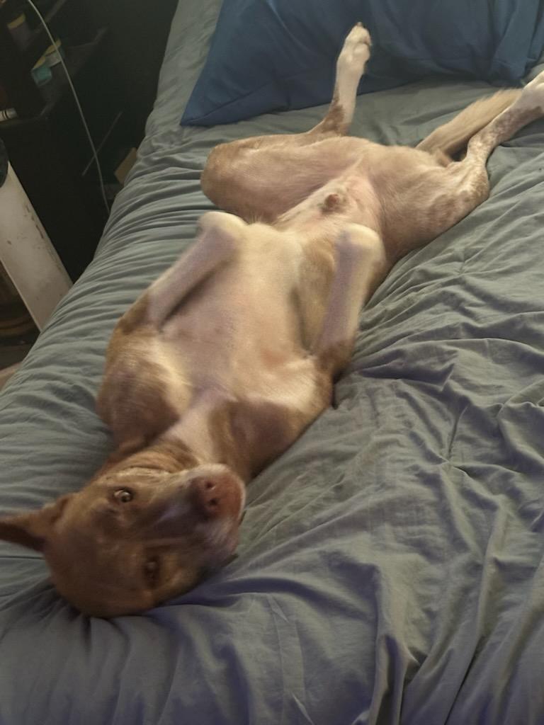 Enlarge Beetle, a Adoptable mixed breed in White Settlement, TX image 3/6