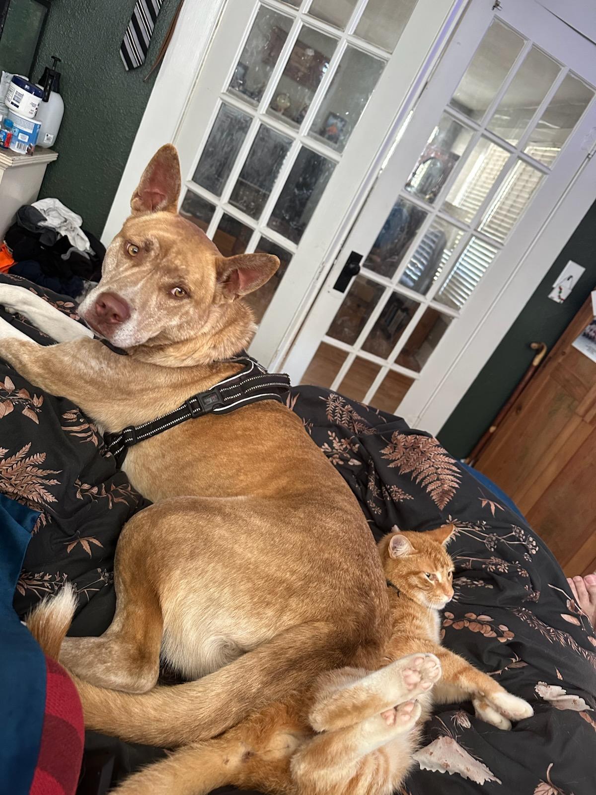 Beetle, Adoptable, Young Male Catahoula Leopard Dog & Husky.