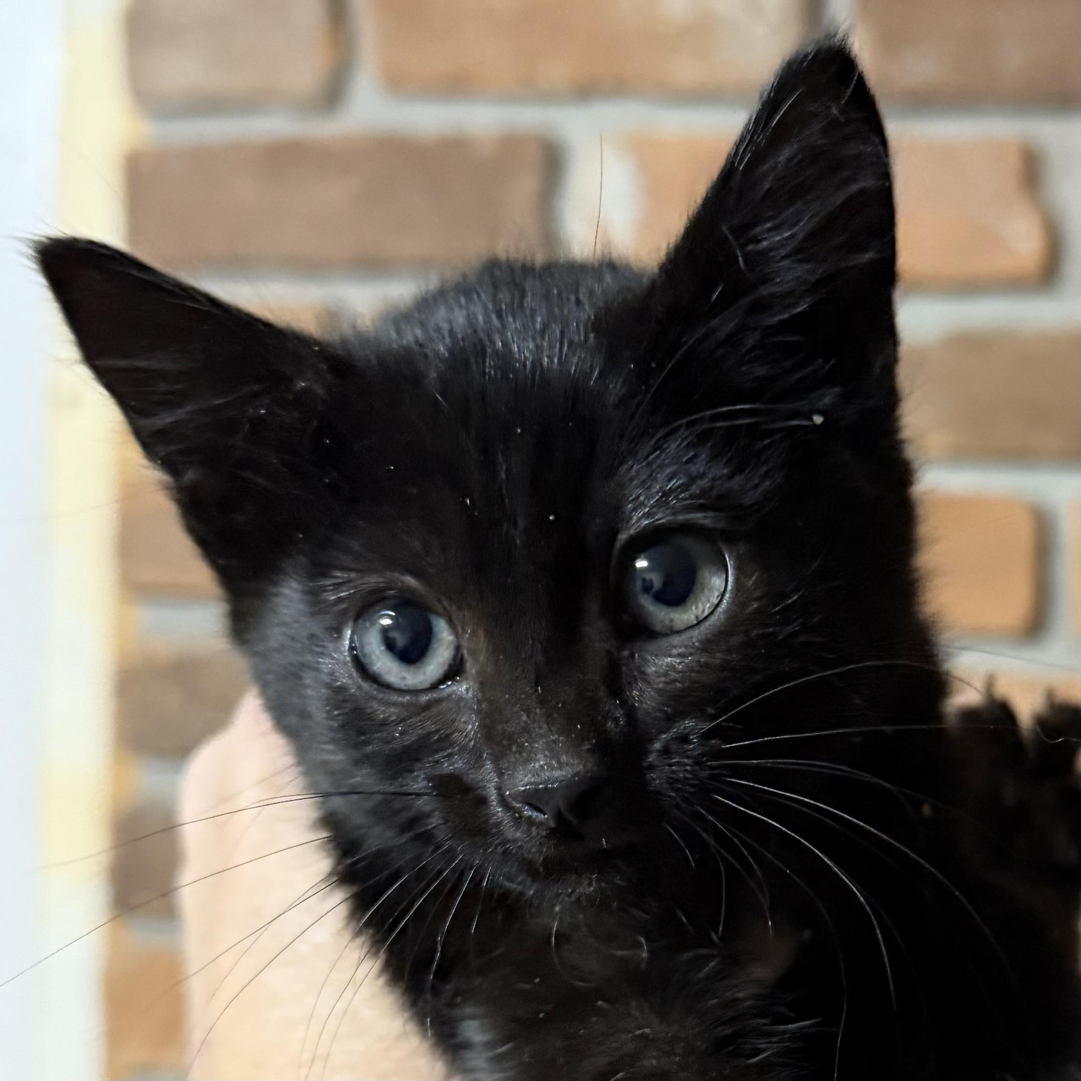 Enlarge Cricket, a ADOPTABLE Domestic Short Hair in Pocatello, ID image 2/4
