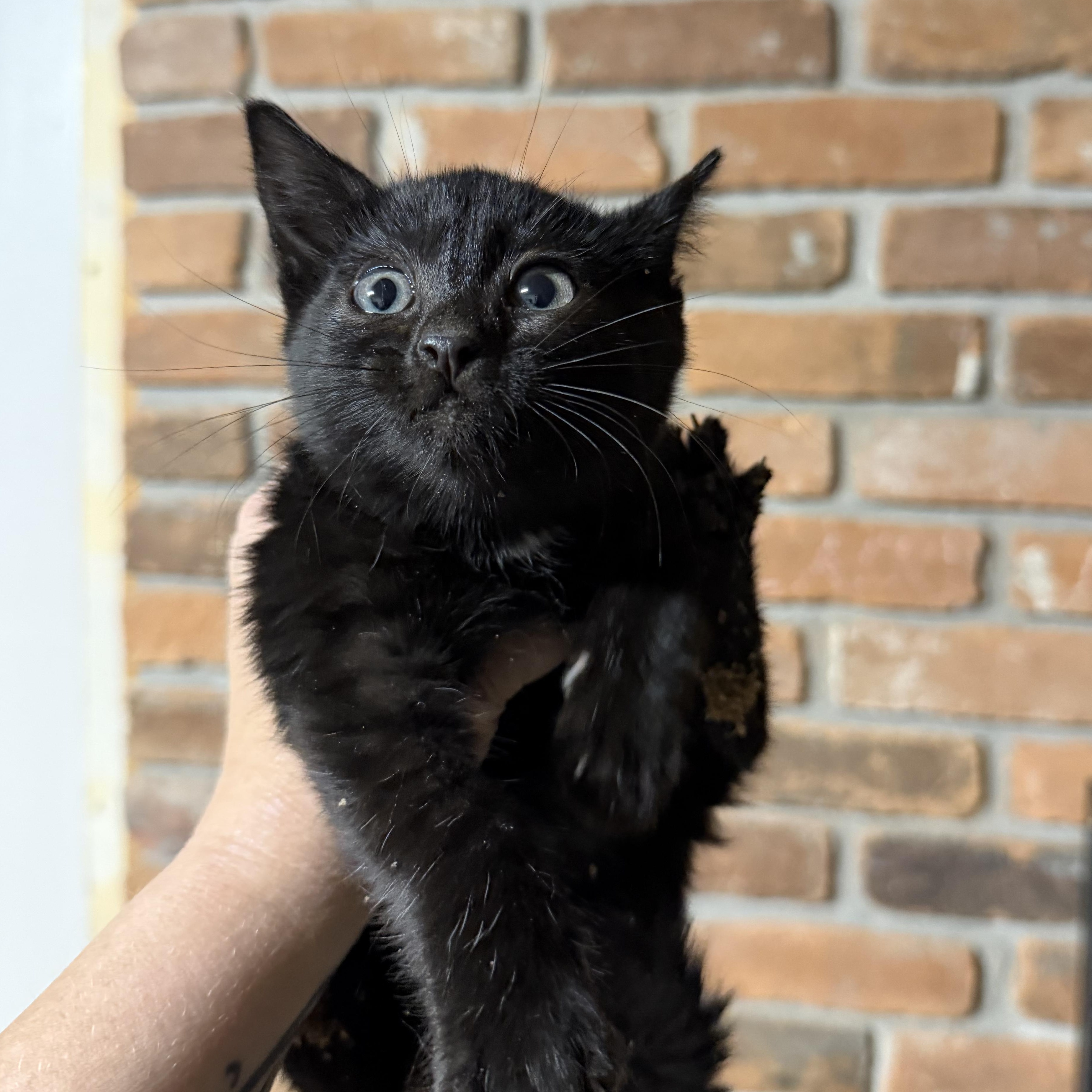 Enlarge Cricket, a ADOPTABLE Domestic Short Hair in Pocatello, ID image 3/4