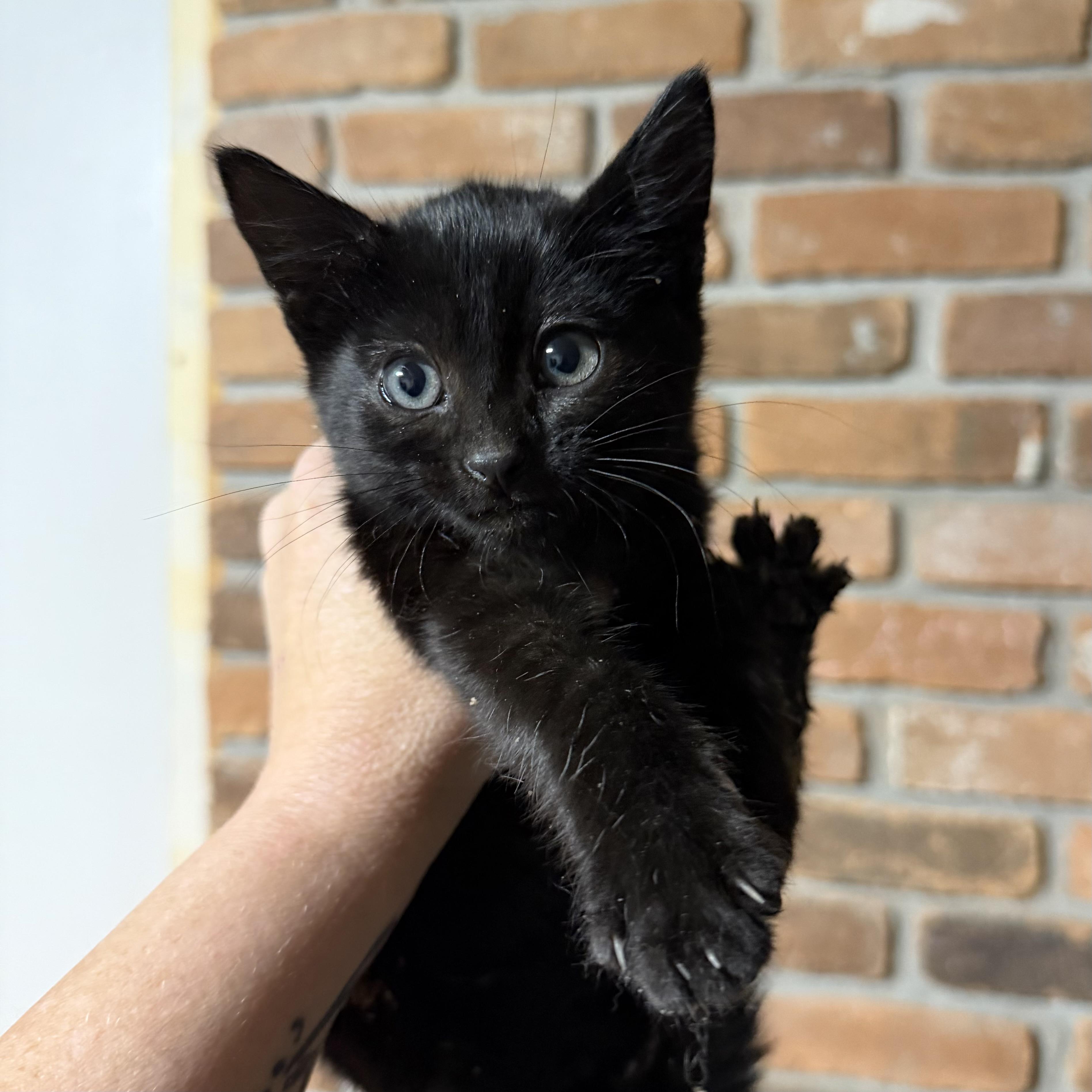 Enlarge Cricket, a ADOPTABLE Domestic Short Hair in Pocatello, ID image 1/4