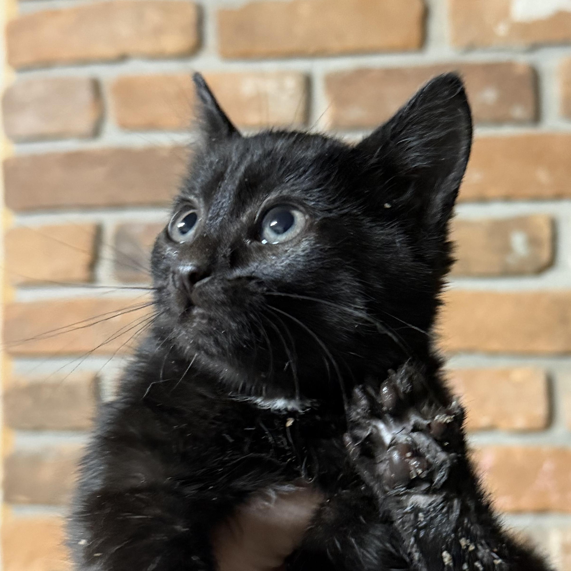 Enlarge Cricket, a ADOPTABLE Domestic Short Hair in Pocatello, ID image 4/4