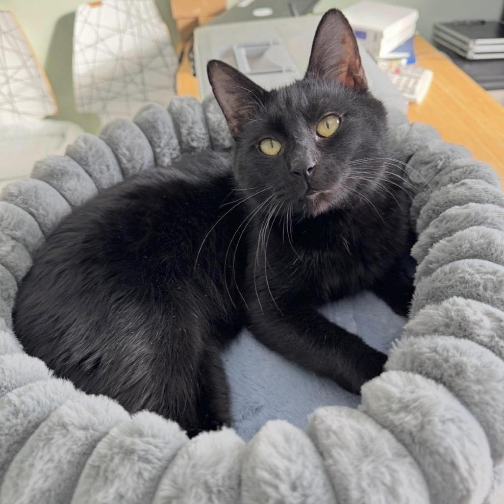 Miser, Adoptable, Adult Male Domestic Short Hair.