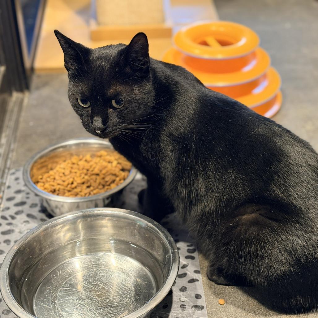 Blossom — thumbnail 2