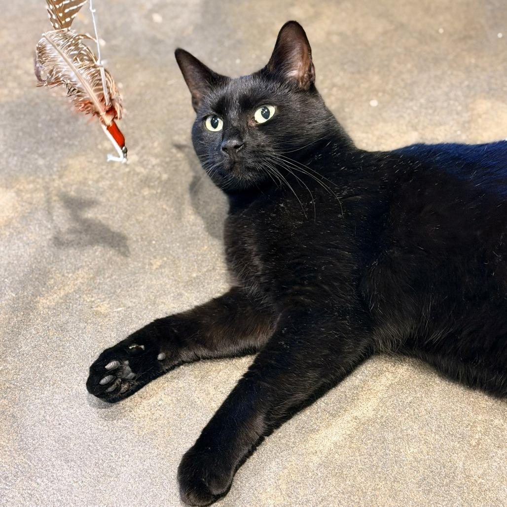 Blossom — thumbnail 3