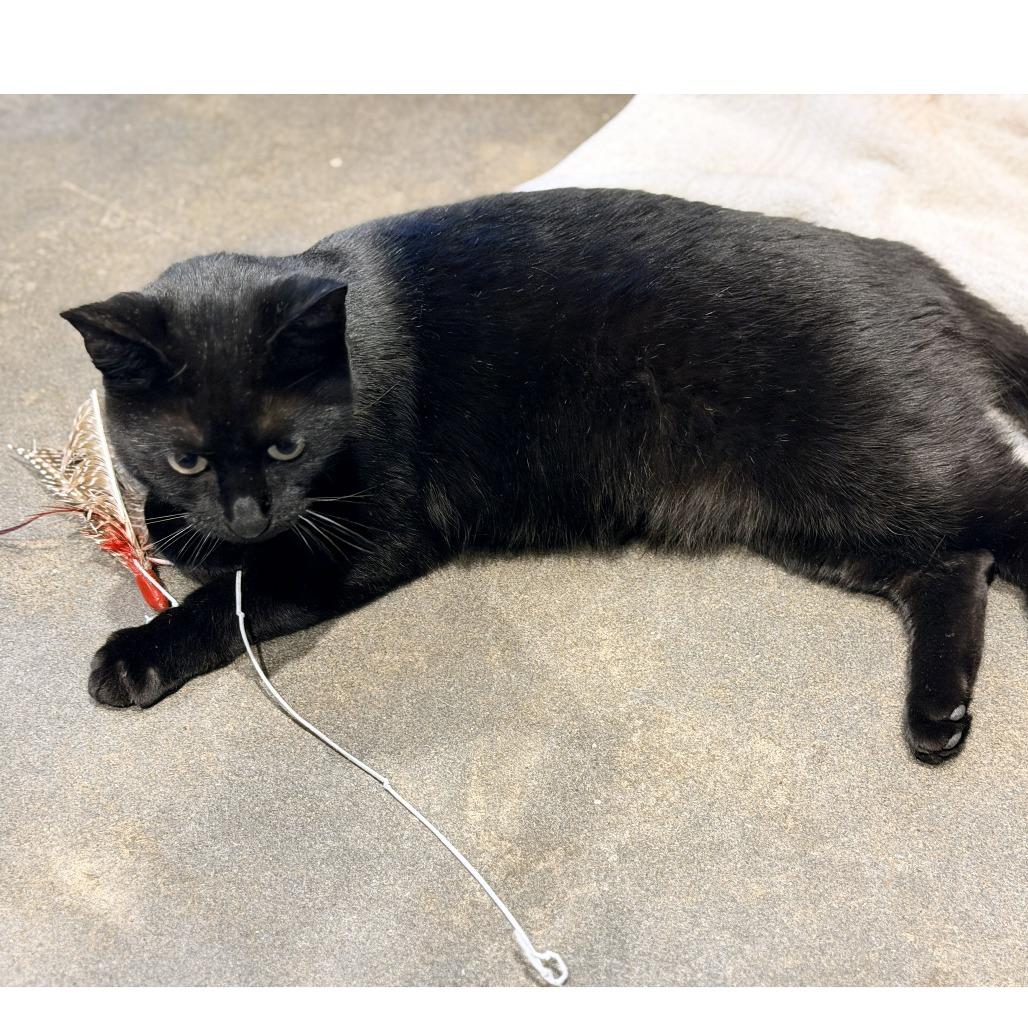 Blossom — thumbnail 4