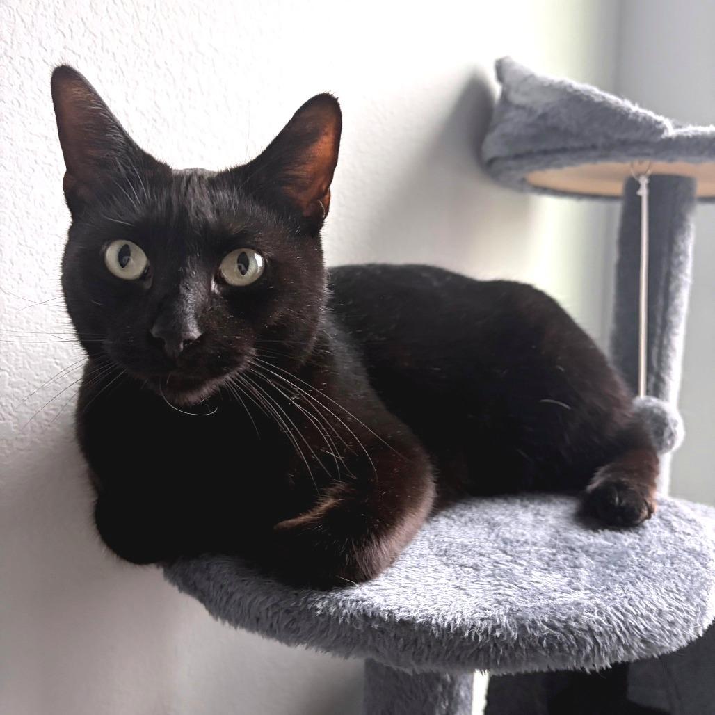 Blossom — thumbnail 5