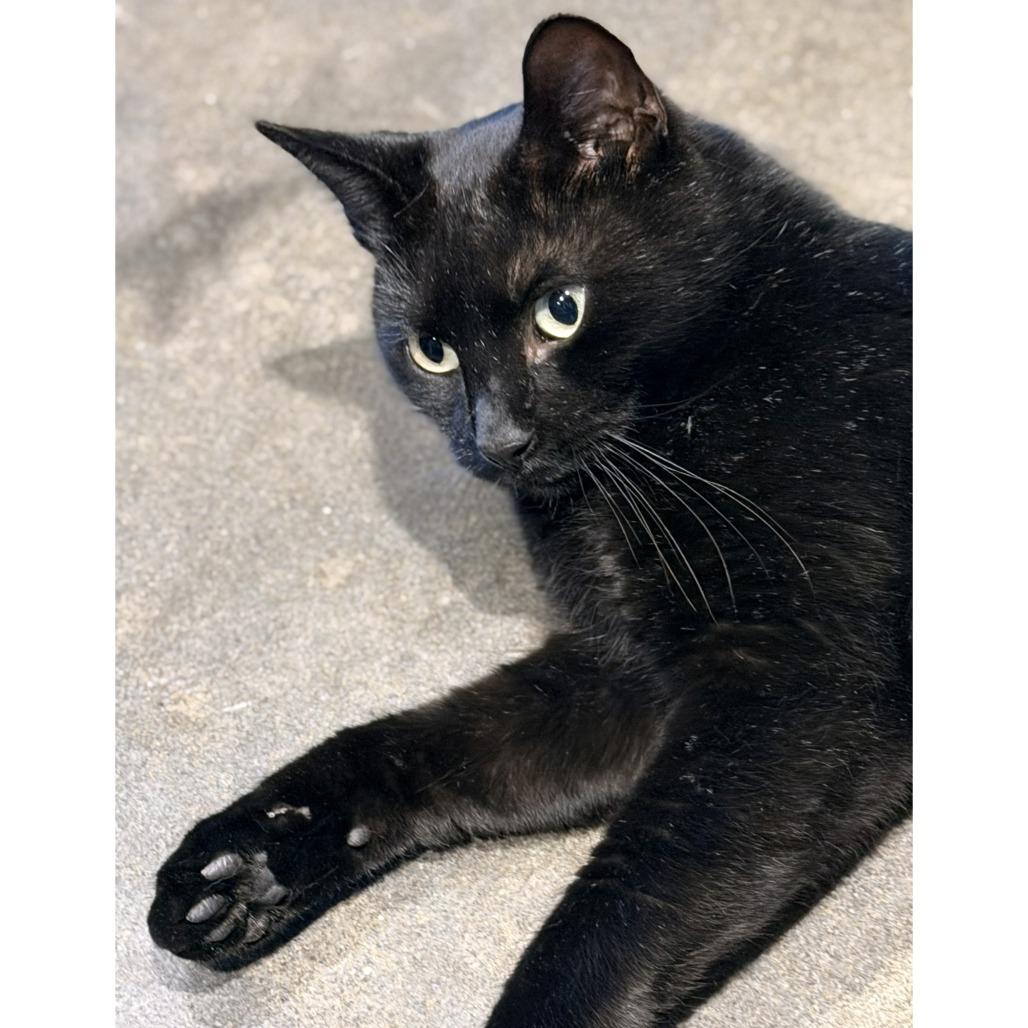 Blossom — thumbnail 6