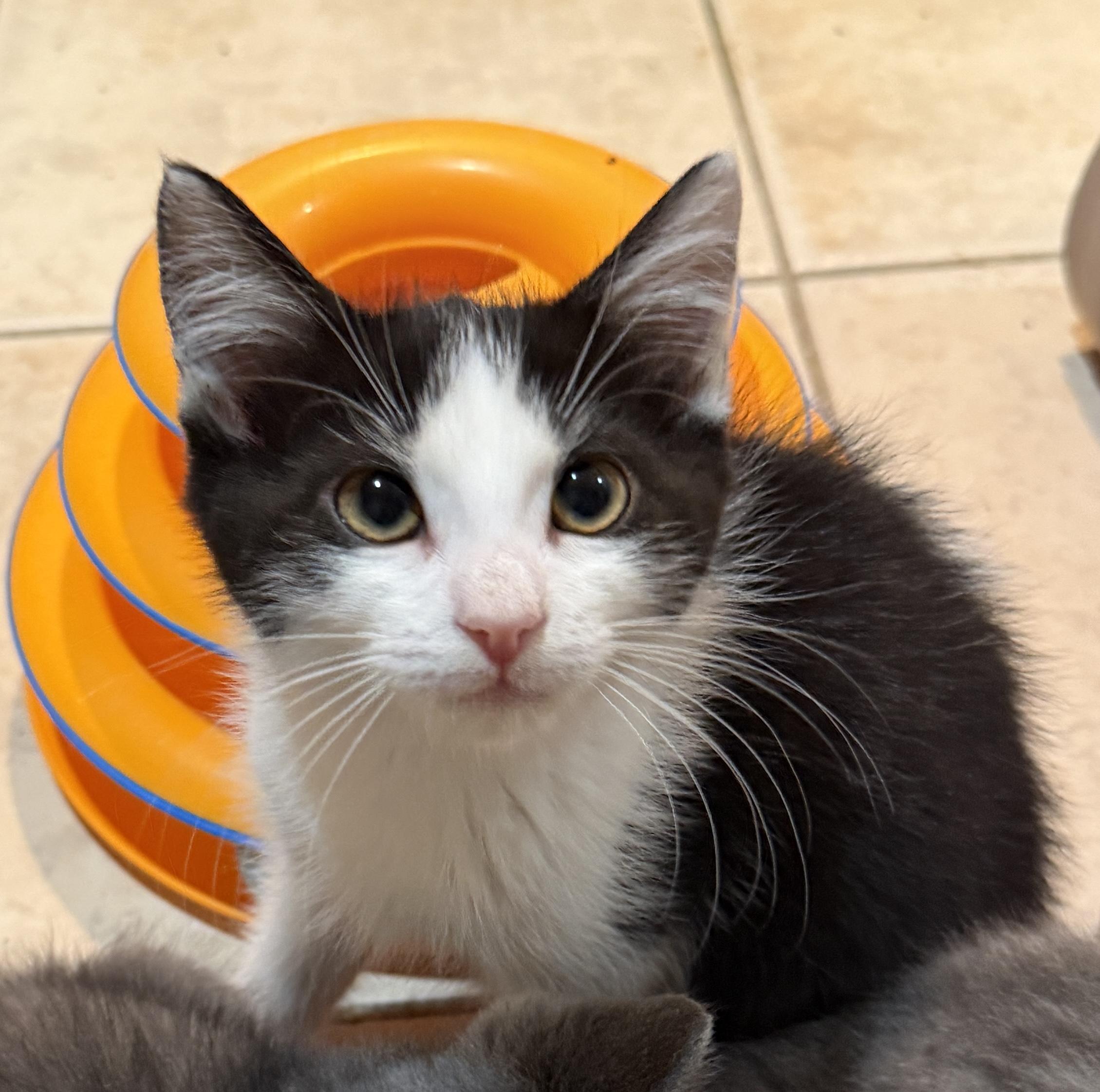Enlarge Mimi, a Adoptable Domestic Short Hair in East Hanover, NJ image 1/1