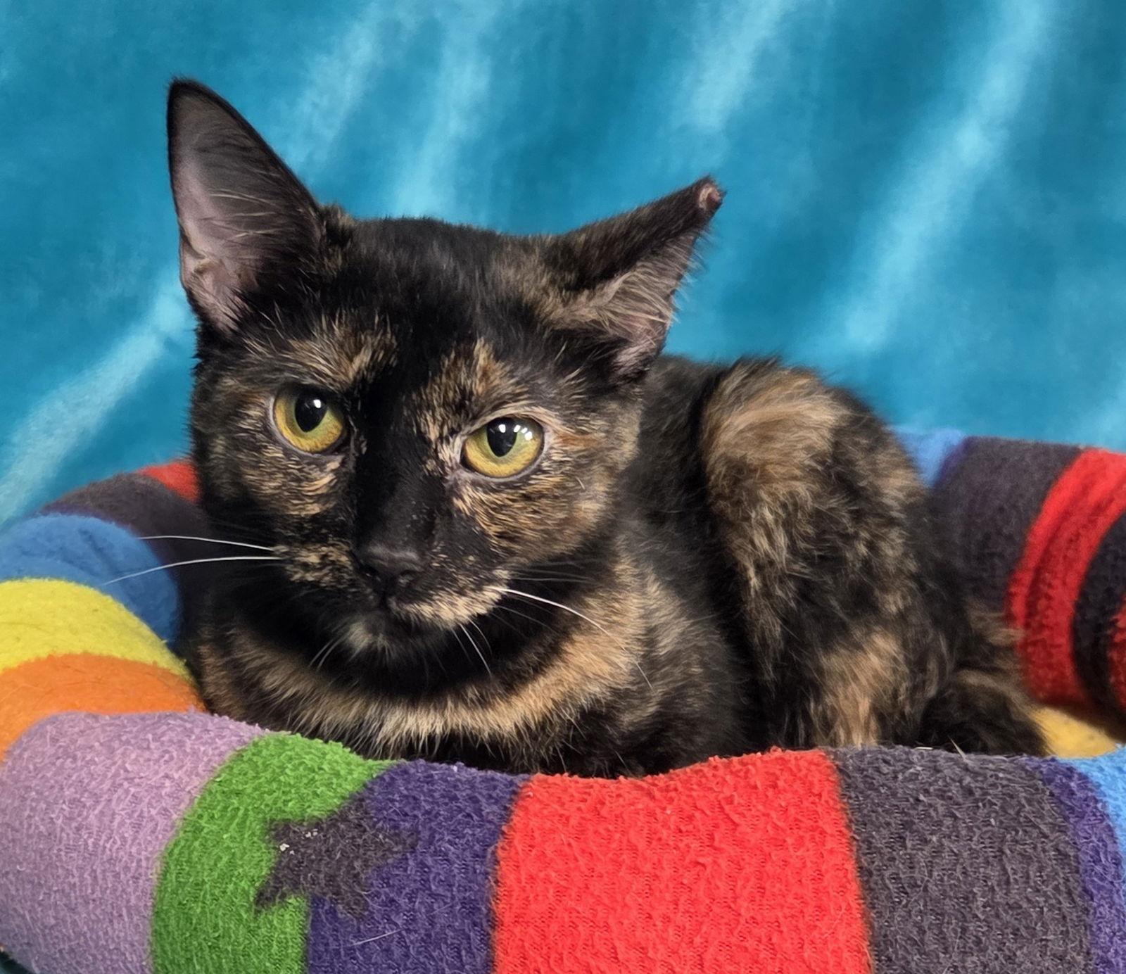 Marble, Adoptable, Adult Female Domestic Short Hair.