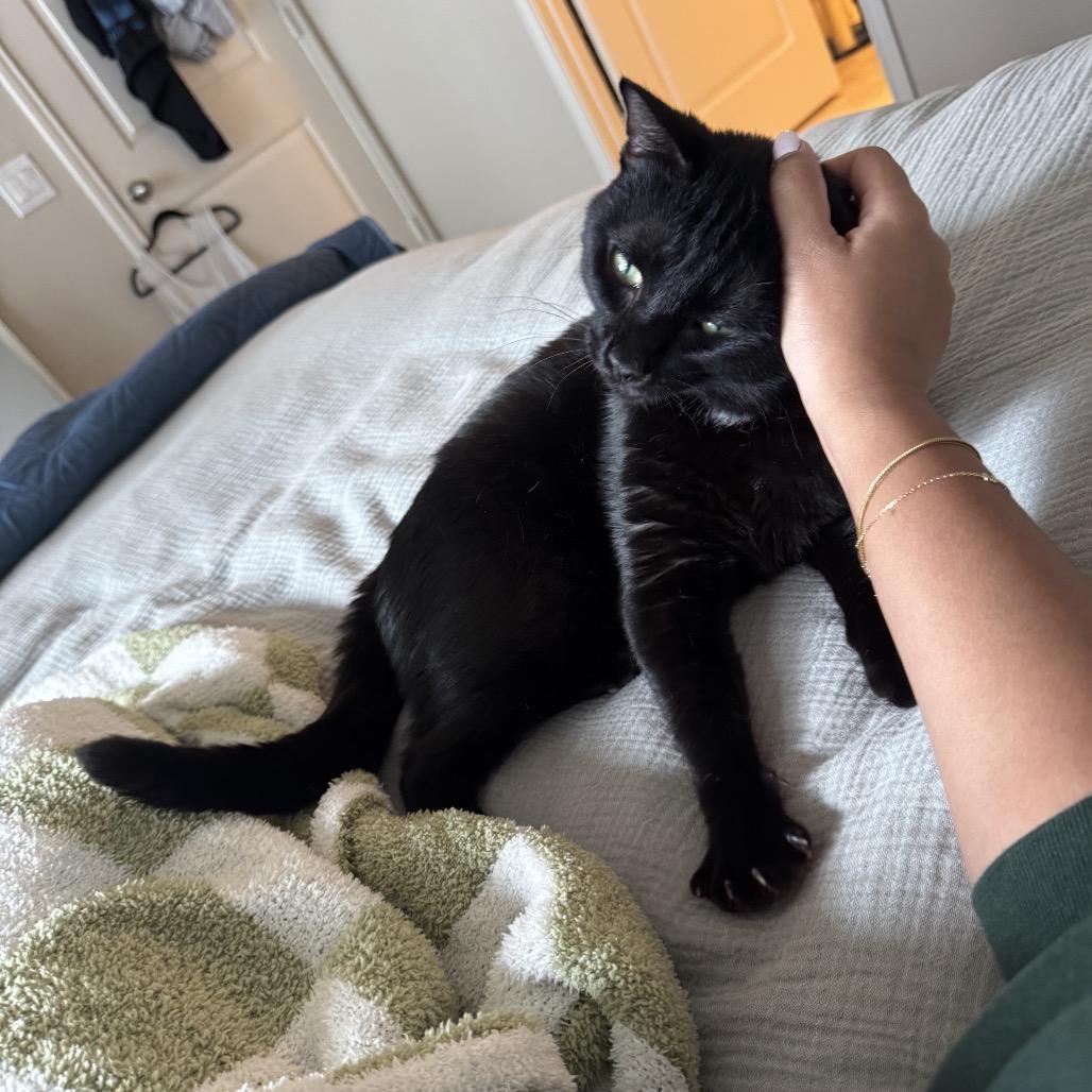 Dude, Adoptable, Young Male Domestic Short Hair.