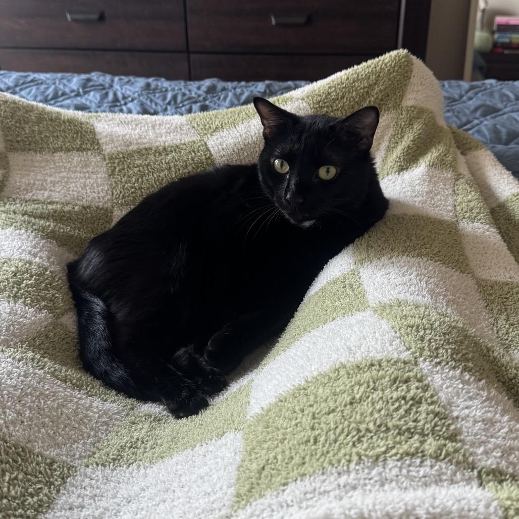 Enlarge Dude, a Adoptable Domestic Short Hair in Houston, TX image 2/2