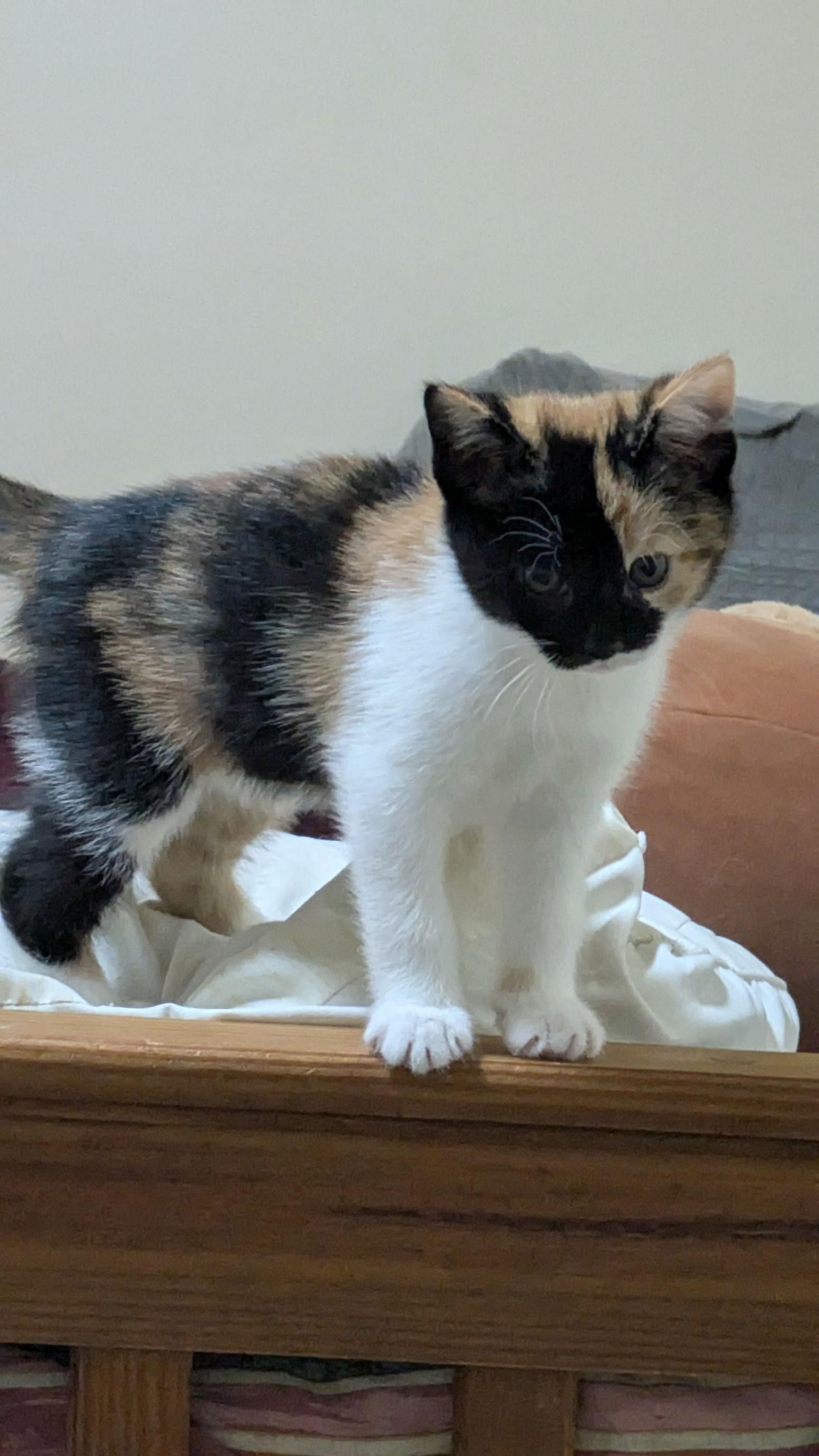 Enlarge Scuba, a Adoptable Domestic Short Hair in King George, VA image 1/1