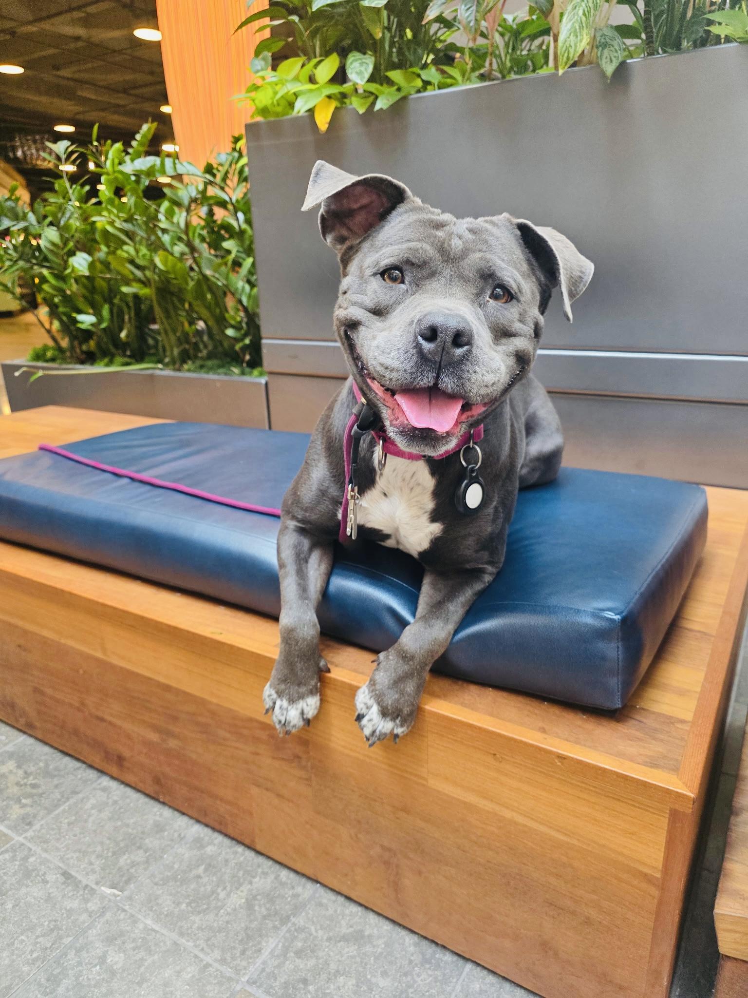 Enlarge Boujee, a Adopted Staffordshire Bull Terrier in Reno, NV image 1/6