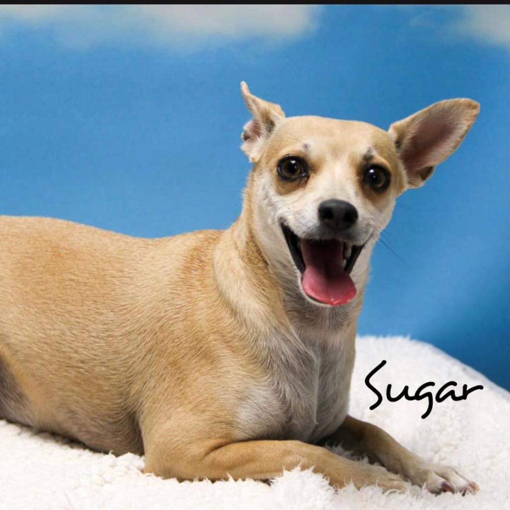 Enlarge Sugar, a Adoptable Chihuahua in Casa Grande, AZ image 1/1