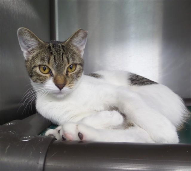 Enlarge TNR 12, a Adoptable Domestic Short Hair in Augusta, GA image 1/1