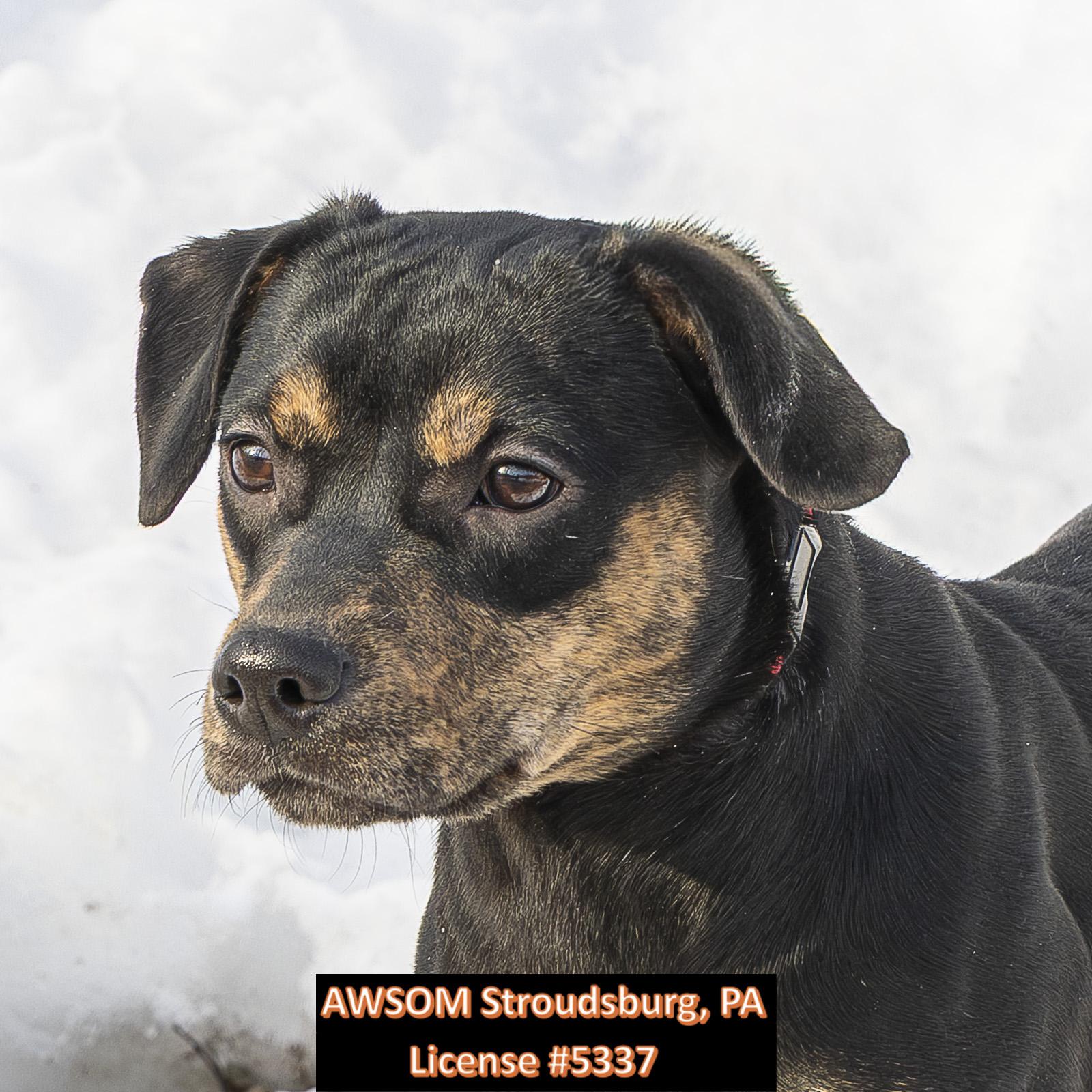 Darla, ADOPTABLE, Young Female Labrador Retriever & Miniature Dachshund.