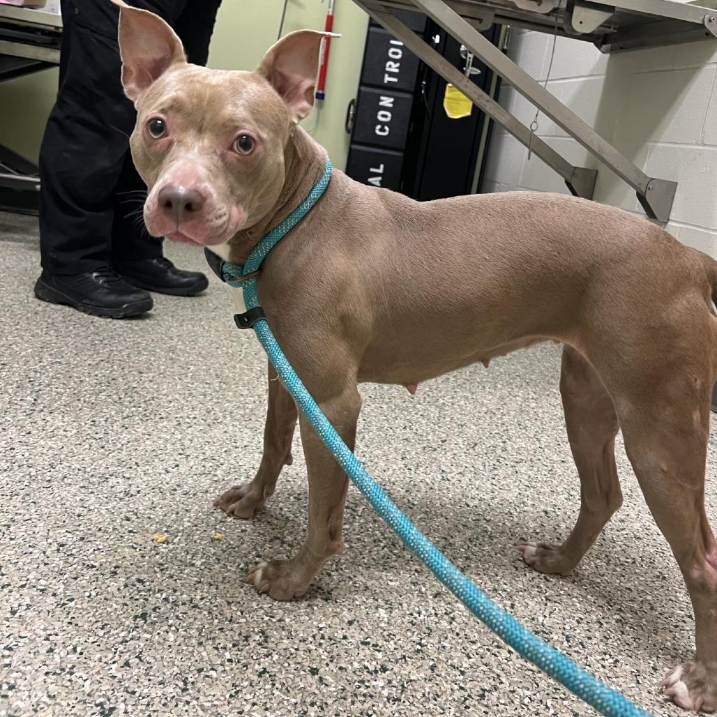 Peanut, Adoptable, Adult Female Pit Bull Terrier.