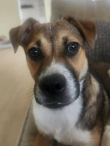 Enlarge Mathias, a ADOPTABLE mixed breed in Livermore, CA image 2/5
