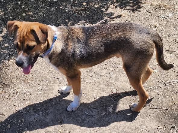 Enlarge Mathias, a ADOPTABLE mixed breed in Livermore, CA image 4/5