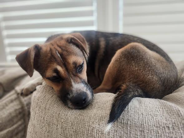 Enlarge Mathias, a ADOPTABLE mixed breed in Livermore, CA image 5/5