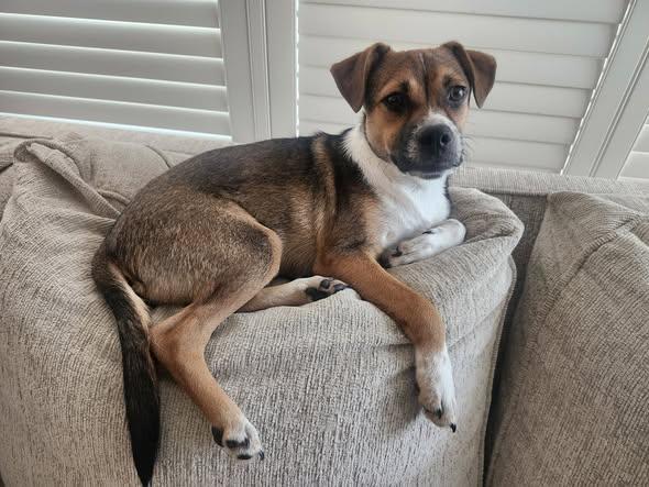 Mathias, ADOPTABLE, Young Male Beagle & Terrier.