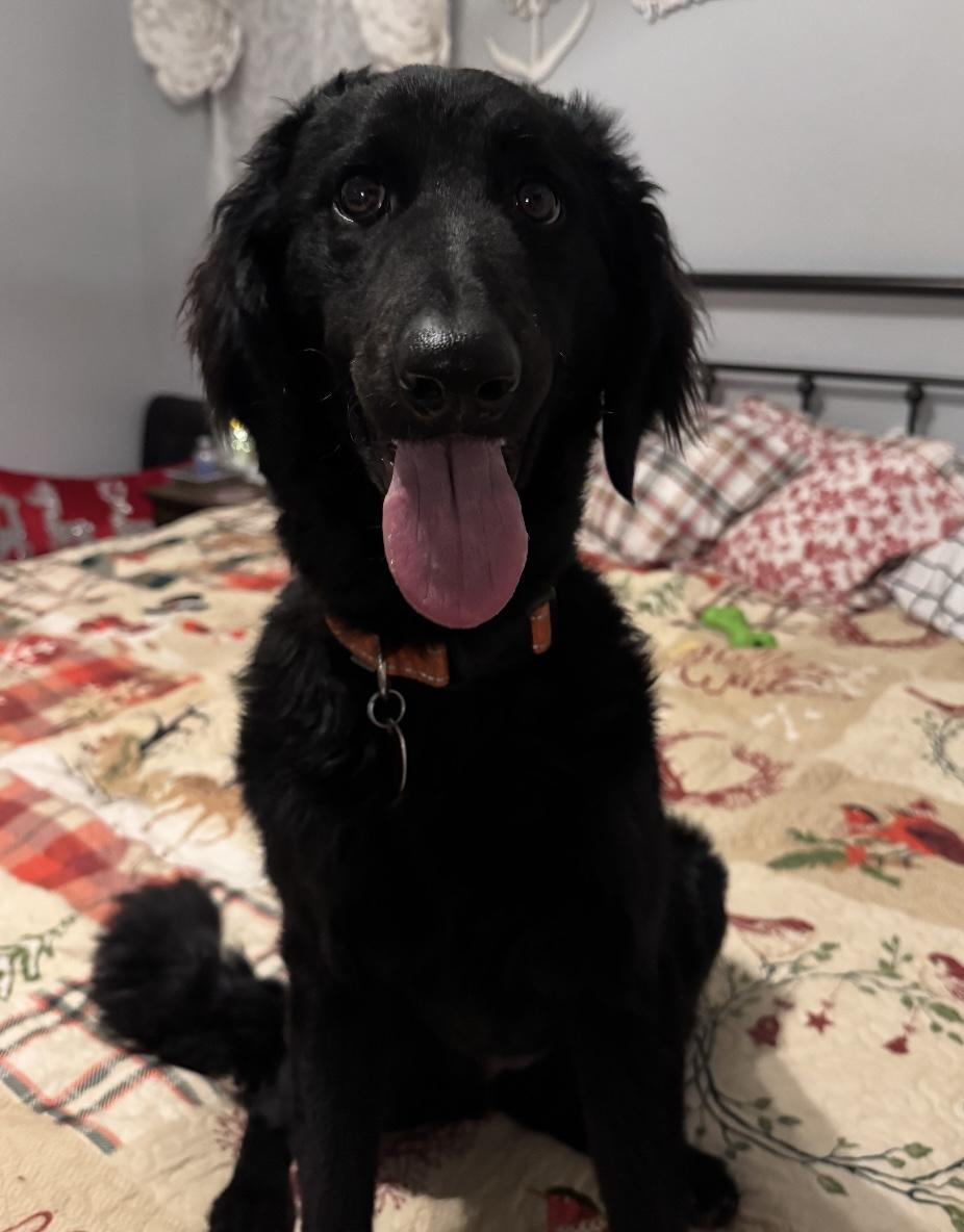 Bristol, an adoptable Labradoodle in Yukon, OK, 73099 | Photo Image 1