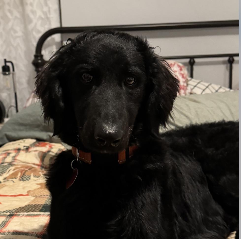 Bristol, an adoptable Labradoodle in Yukon, OK, 73099 | Photo Image 2