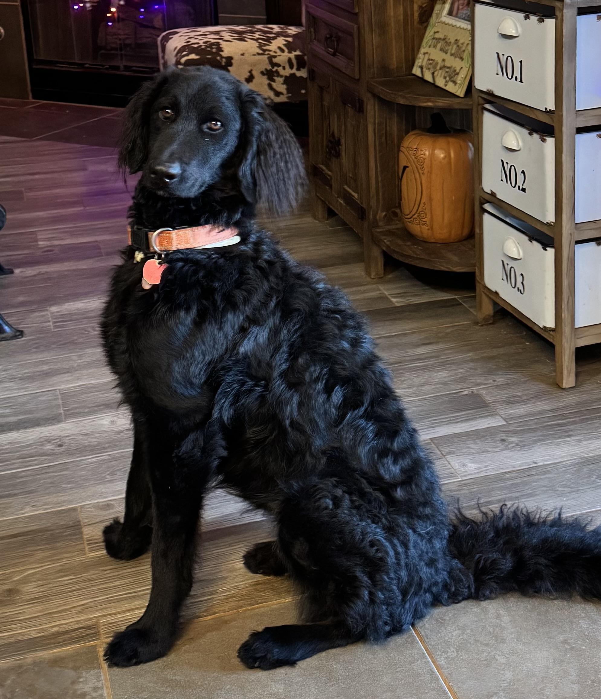 Bristol, an adoptable Labradoodle in Yukon, OK, 73099 | Photo Image 3