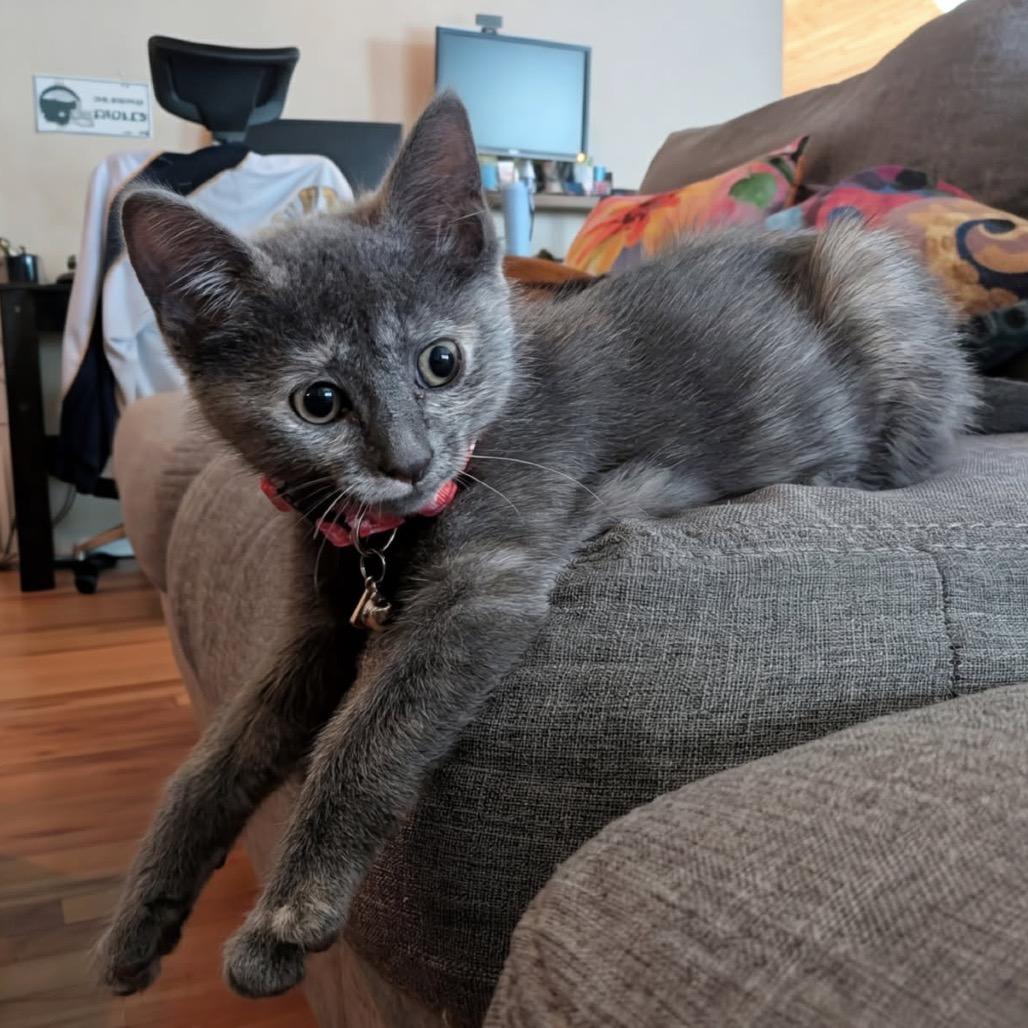 Huntress, Adoptable, Kitten Female Domestic Short Hair.