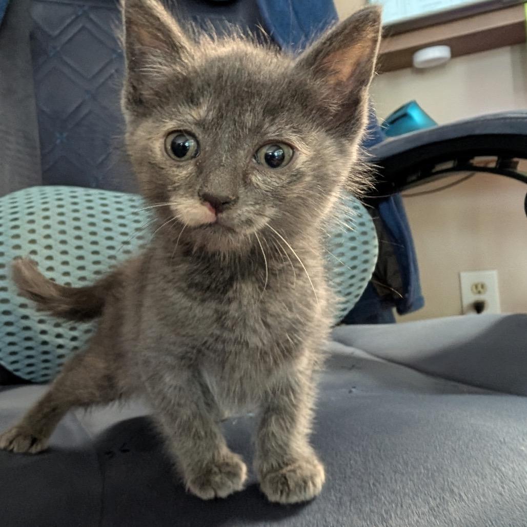 Huntress, a Adoptable Domestic Short Hair in Silver Spring, MD image 3/4