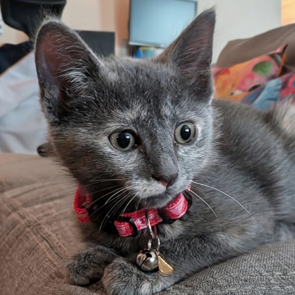 Huntress, a Adoptable Domestic Short Hair in Silver Spring, MD image 4/4