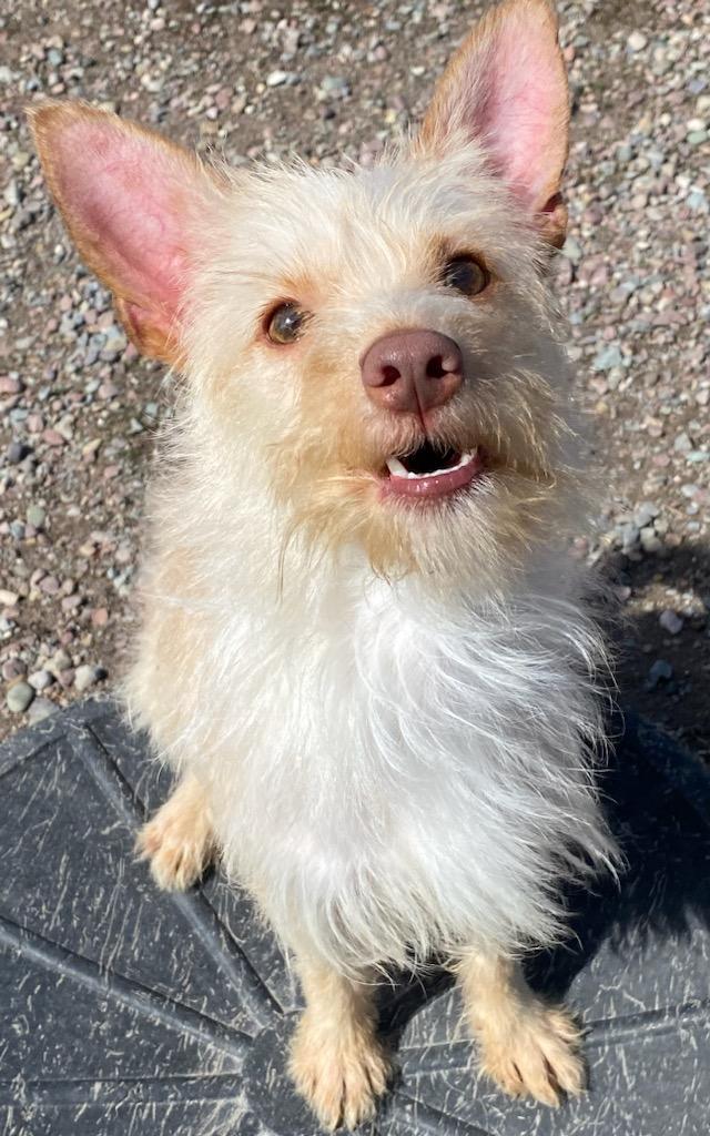 Dobby, ADOPTABLE, Adult Male Terrier.