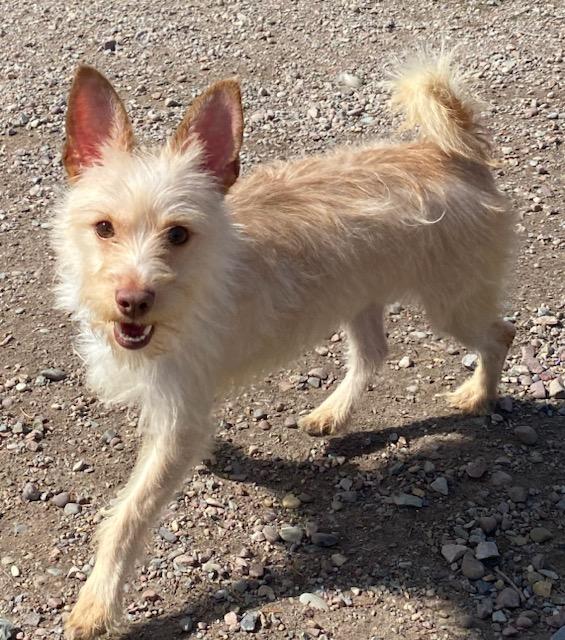 Enlarge Dobby, a ADOPTABLE mixed breed in Polson, MT image 3/4