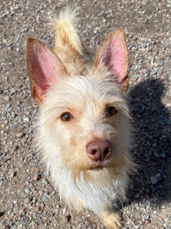 Enlarge Dobby, a ADOPTABLE mixed breed in Polson, MT image 2/4