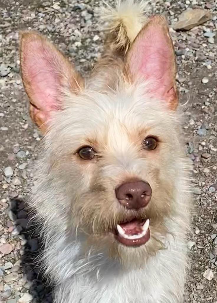 Enlarge Dobby, a ADOPTABLE mixed breed in Polson, MT image 4/4