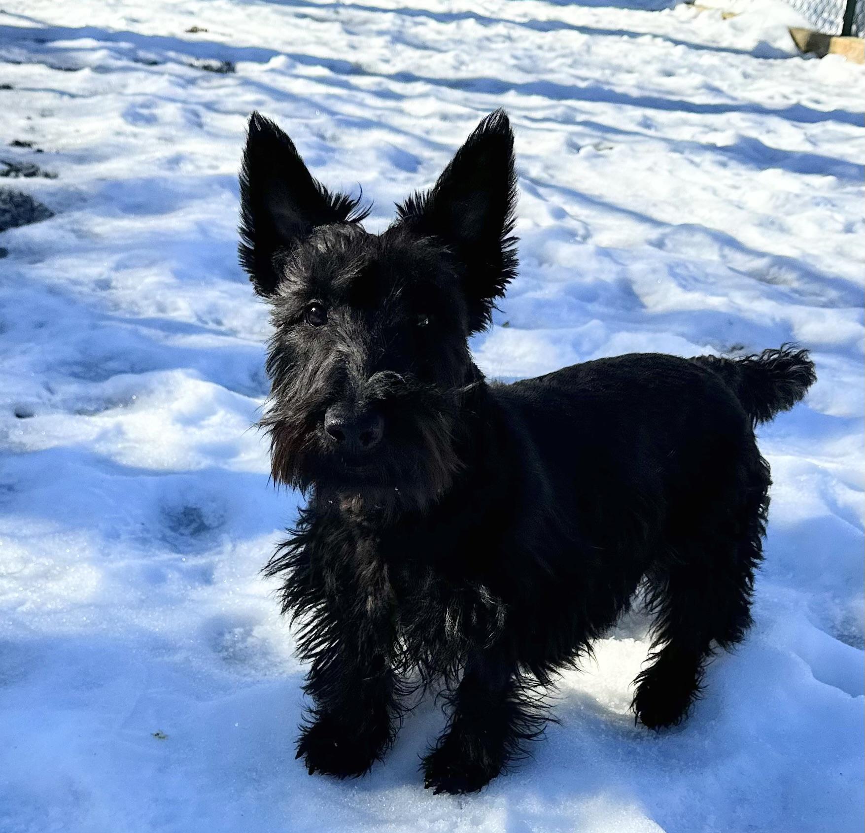 Enlarge Bryce, a Adopted Scottish Terrier in Silver Spring, MD image 1/3