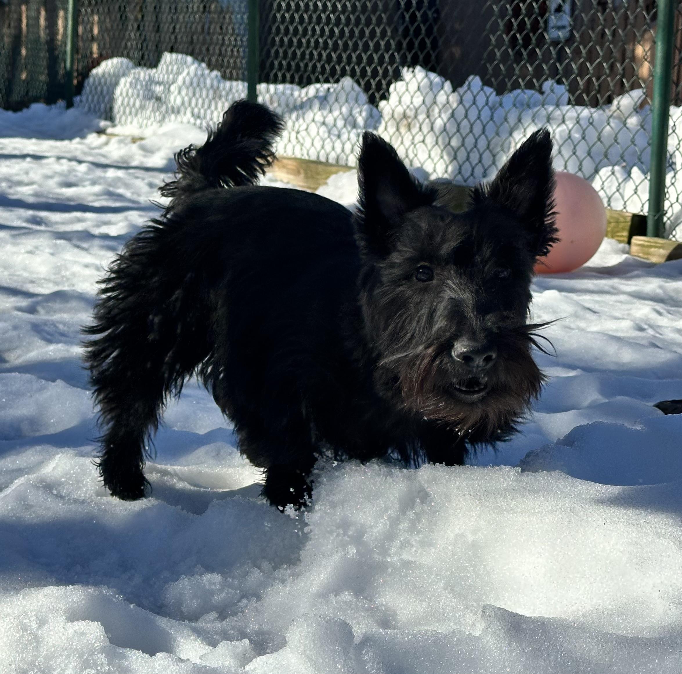 Enlarge Bryce, a Adopted Scottish Terrier in Silver Spring, MD image 2/3
