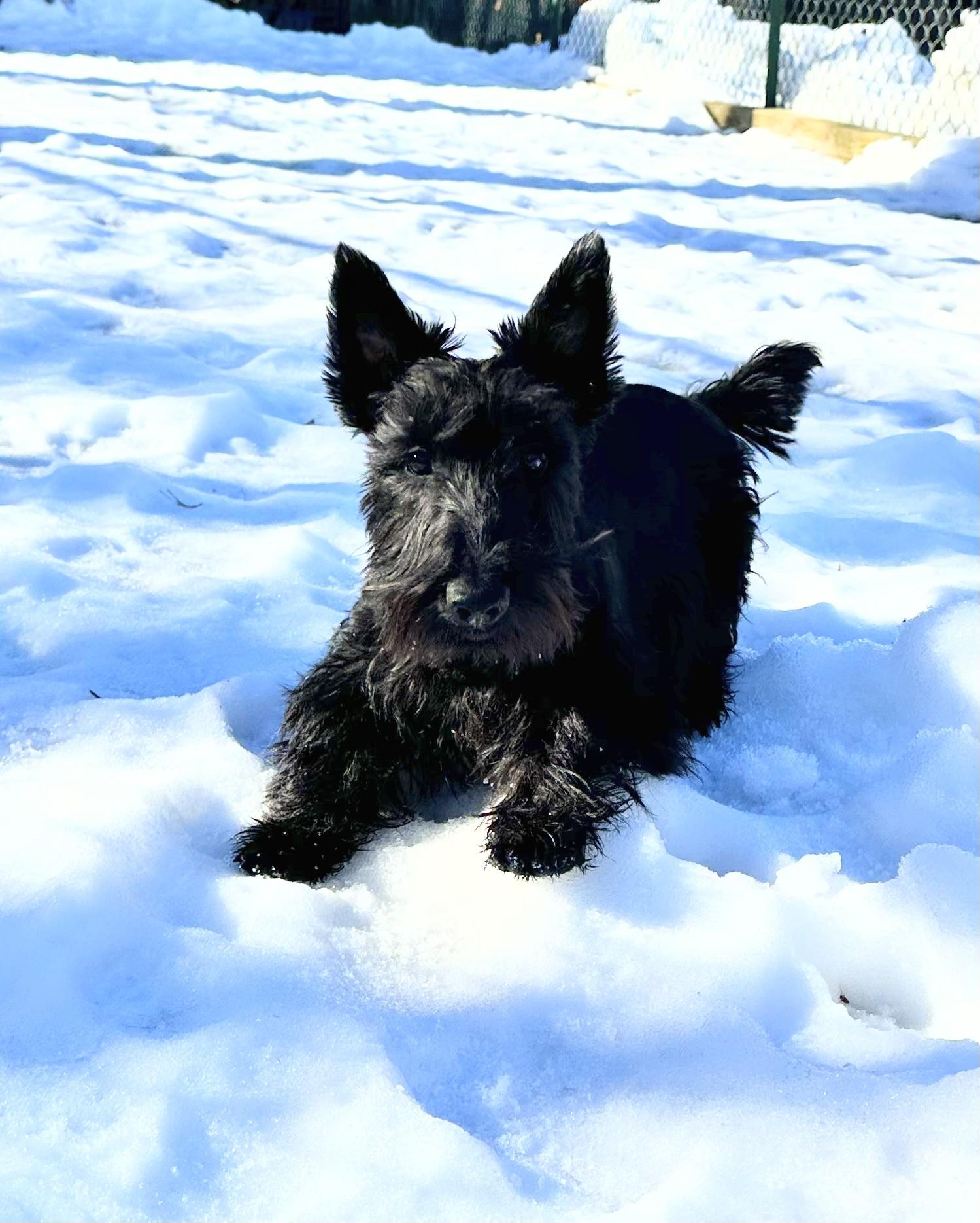 Enlarge Bryce, a Adopted Scottish Terrier in Silver Spring, MD image 3/3
