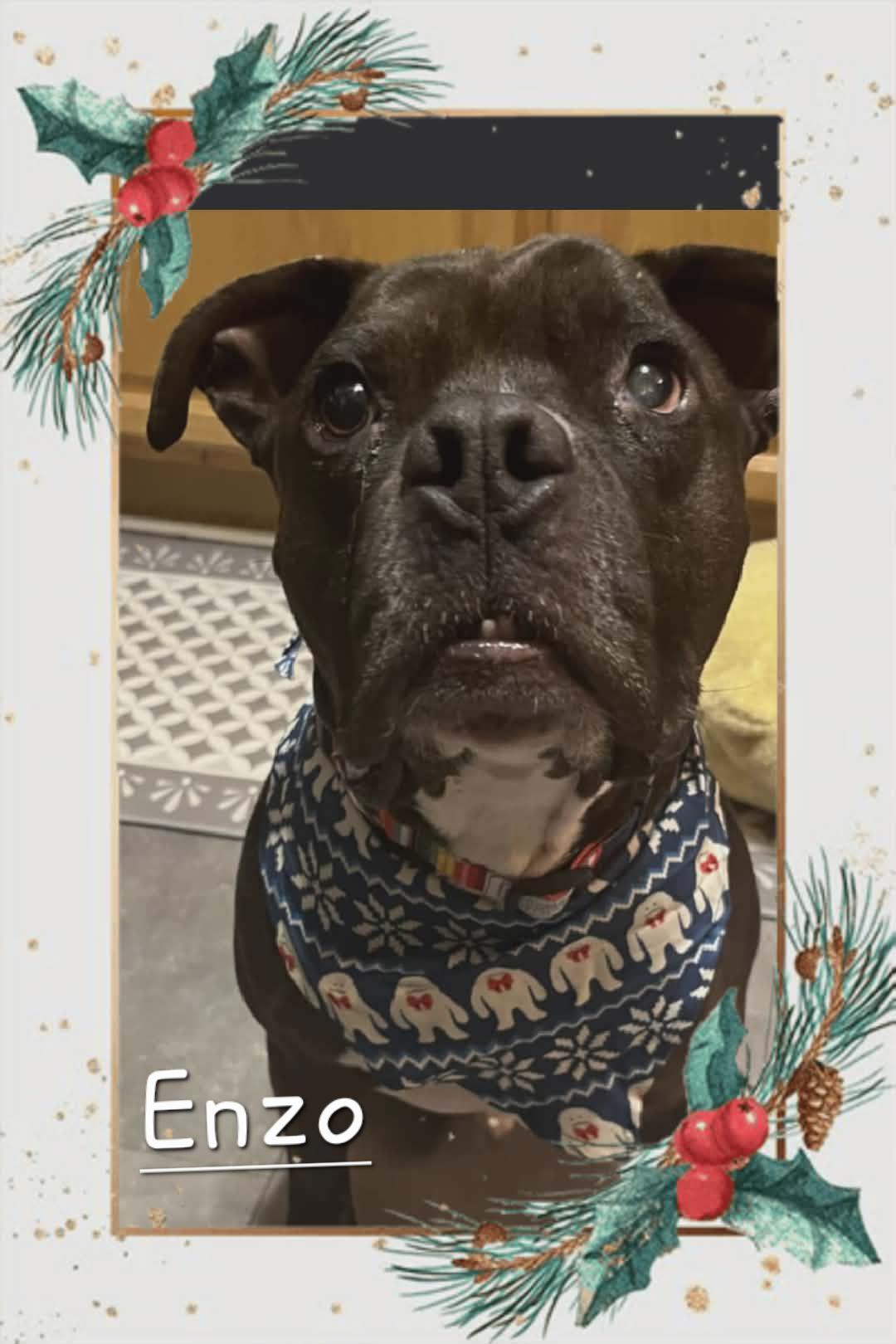 Enzo, Adoptable, Adult Male American Staffordshire Terrier.