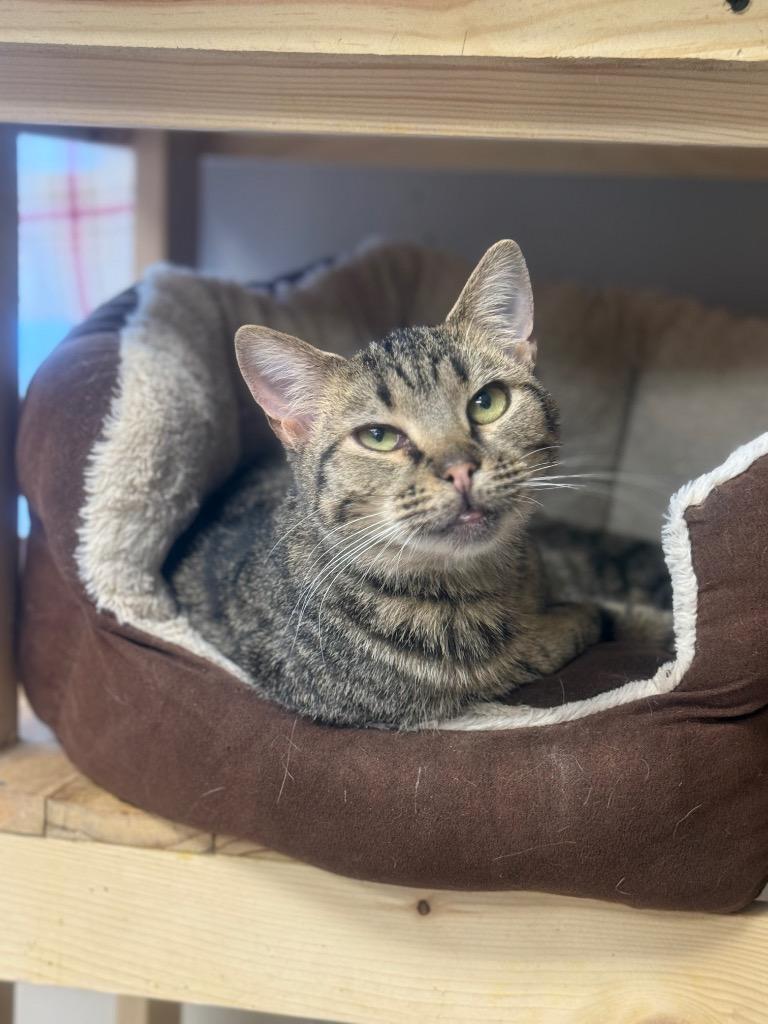 Mandy, Adoptable, Young Female Domestic Short Hair.