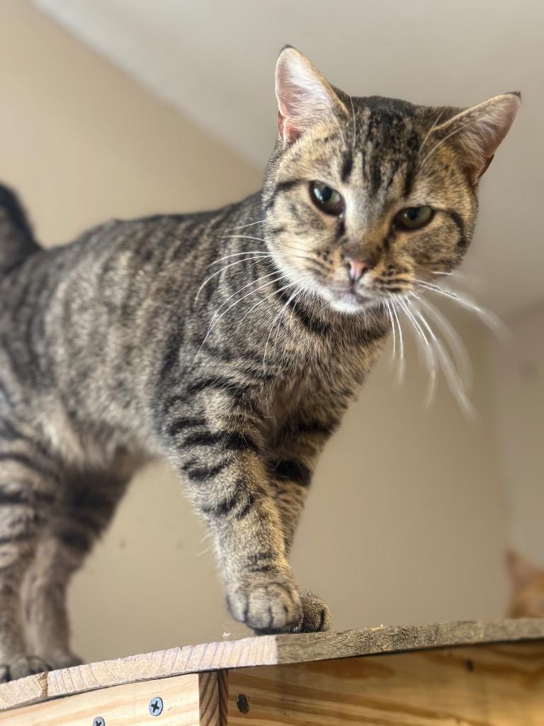 Enlarge Mandy, a Adoptable mixed breed in North Vernon, IN image 2/3